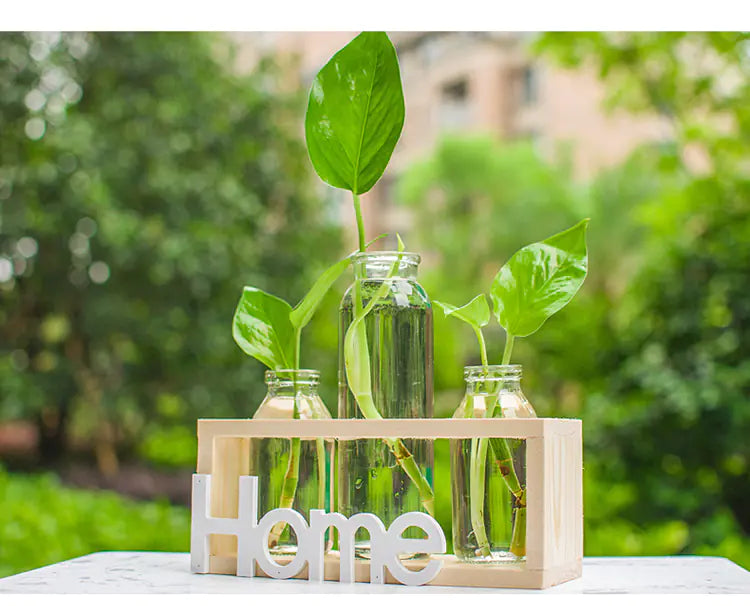 Transparent Glass Hydroponic Vase for Home Decor