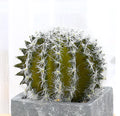 Realistic Mini Plastic Plant Pots - Cactus & Aloe Decor